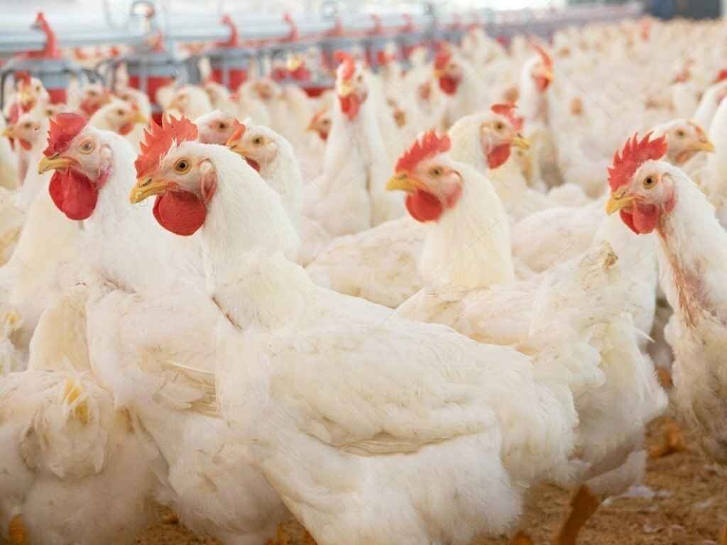 ایران خودکفا شد اما بازار مرغ هنوز گرفتار سنتیگری و نوسان قیمتها