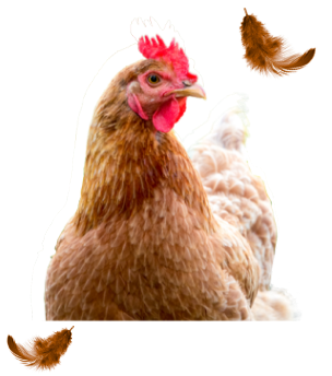 بزرگترین زنجیره تولید مرغ در شرق خاورمیانه